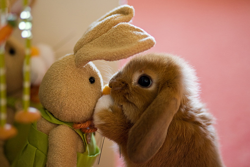rabbits playing with toys