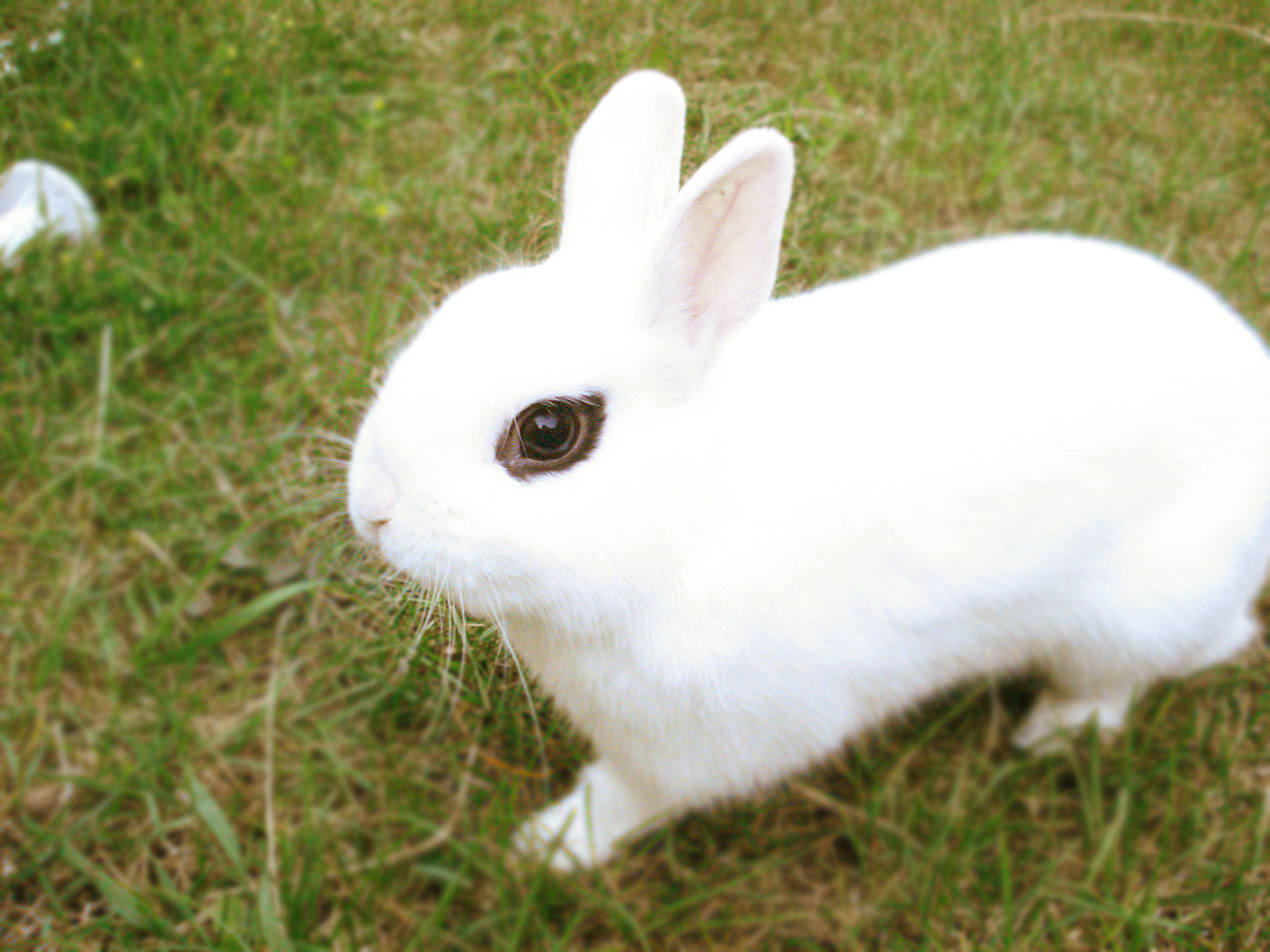 white dwarf bunny