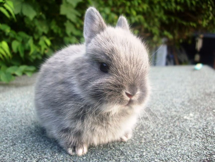 small bunny